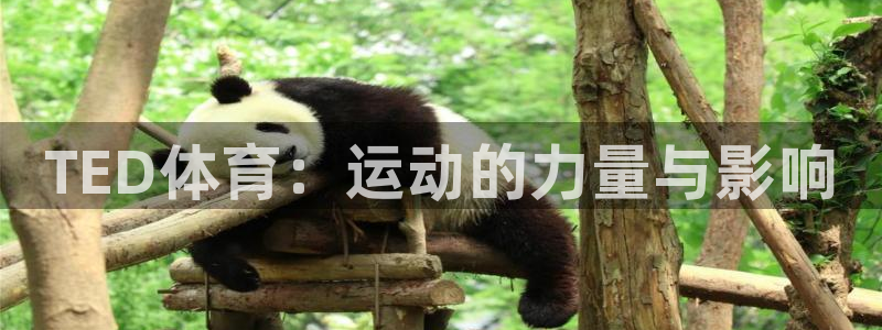 vsport体育官网下载