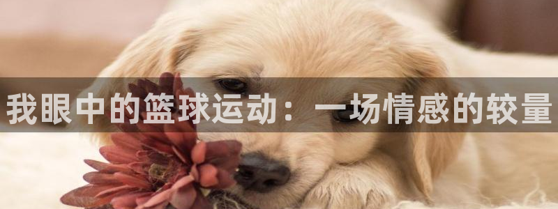 vsport体育官网下载招商电话号码：我眼中的篮球运动：一场
